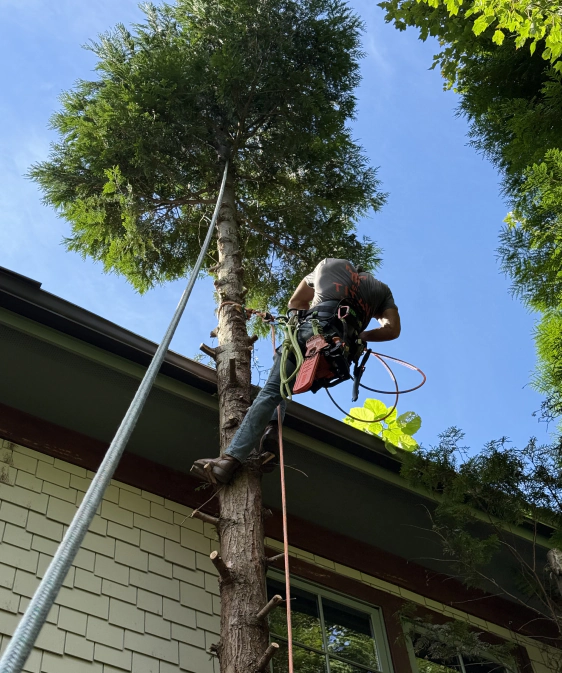 tree services